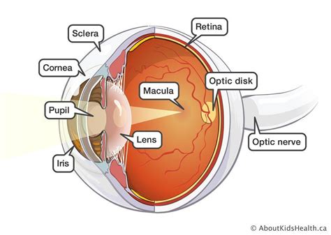 describe the function of eye and draw its labelled diagram - Brainly.in