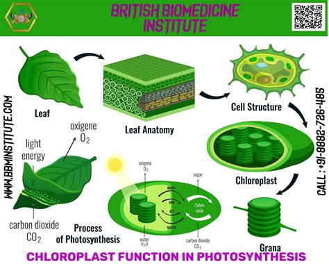 the photosyntheism and chlorplas function in photosynthessis