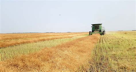 Canola Council announces redirection of priorities following industry ...