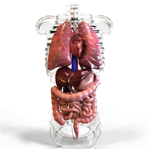 Internal Organs 3D Model #AD ,#Internal#Organs#Model Systems Art, Body ...