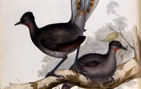 Lyrebird | Facts About All