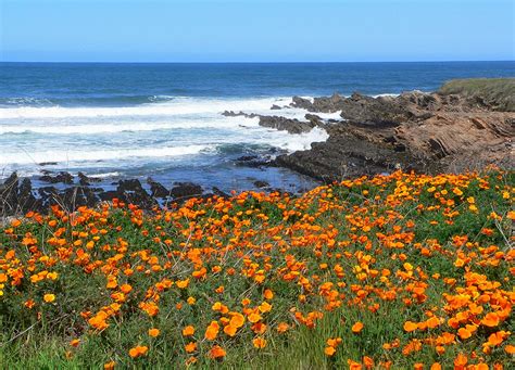 Free Images : sea, coast, ocean, horizon, field, meadow, prairie, shore, flower, flora ...