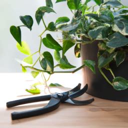 When To Prune Indoor Plants? Expert Advice: When and How to Prune Indoor Plants for Maximum ...