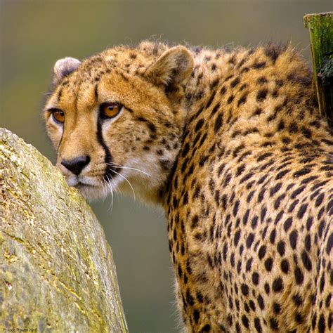 Guépard by Phil du Valois http://flic.kr/p/FmGR3H - Magical Nature Tour