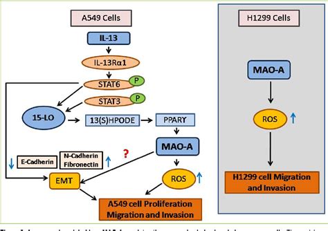 Figure 3 from Role of Monoamine oxidase A (MAO-A) in cancer progression and metastasis ...