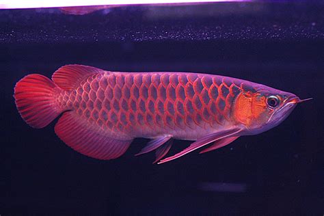 Indahnya gan... Gambar Foto Ikan Arwana Golden Red Ini | Info Terbaru 2017