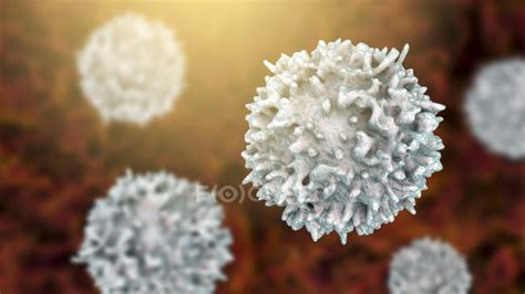 Lymphocytes white blood cells, digital illustration. — immune system, medicine - Stock Photo ...