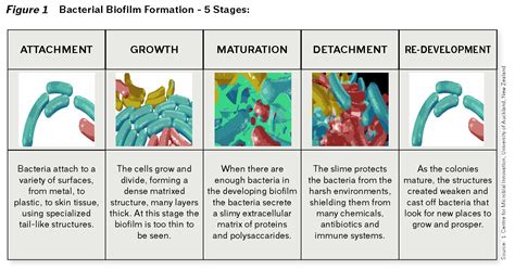 Understanding Biofilms In Agriculture - Crystal Creek