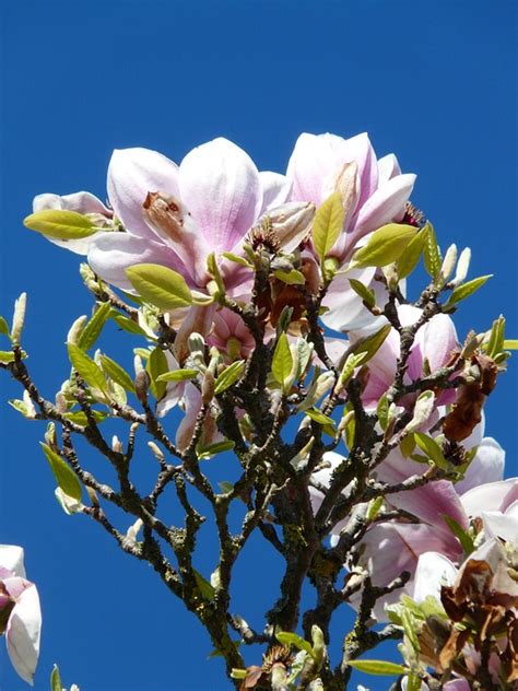 Free photo: Tulip Magnolia, Tree, Bush - Free Image on Pixabay - 52515