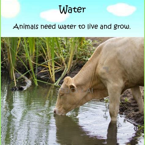 What Animals Need. | Animal articles, Water animals, Animals