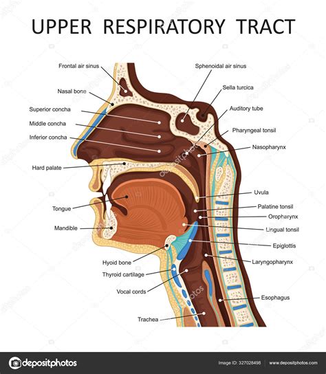 Upper respiratory tract. Anatomy - nose, throat , mouth, respiratory ...