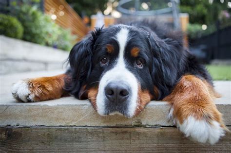 10 Best Large Dog Breeds for Families