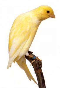 Canaris Scotch Fancy - Tout savoir sur ce canari de posture