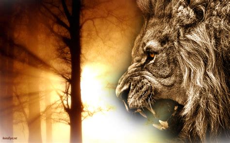 Lion Face Wallpaper - WallpaperSafari