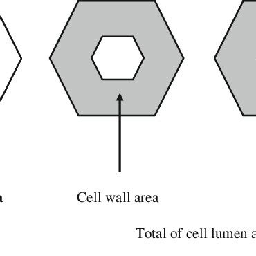 Definition of cell lumen area, cell wall area and total of cell lumen... | Download Scientific ...