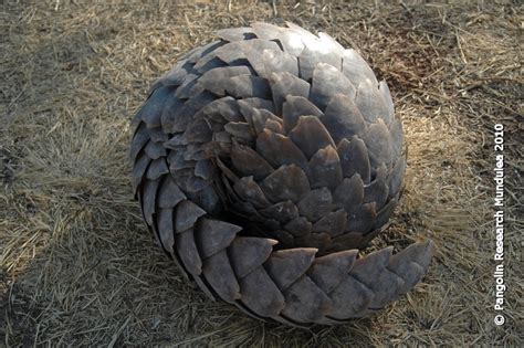 Pangolin Research Mundulea