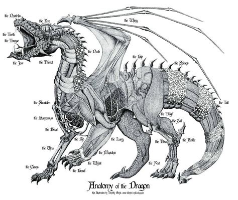 Anatomy of the Dragon | Dragon anatomy, Dragon art, Dragon drawing