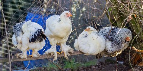 Hatching Eggs Under a Broody Hen - Organic Chicken Feed