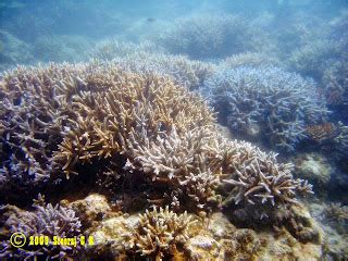 My under water world: Coral reefs of Andaman and Nicobar Islands