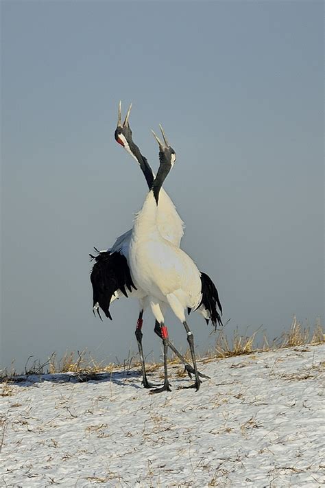 Red-Crowned Crane Courtship Dance | Red-Crowned Crane Courts… | Flickr