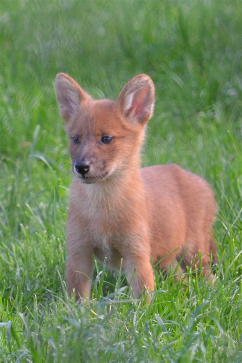 Dhole puppy - how adorable | Dhole, Wild dogs, African wild dog