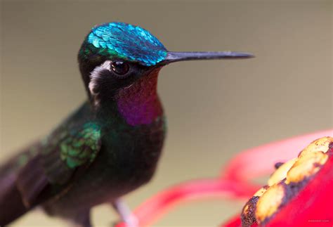 25 Most Beautiful Bird Photography examples and Tips for photographers