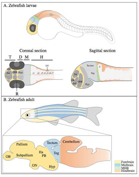 Development of the zebrafish brain. (A) Schematic representation of the... | Download Scientific ...