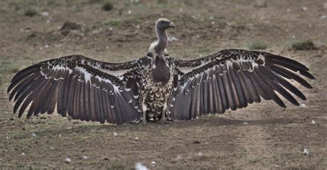 The Top 10 Largest Vultures In The World - A-Z Animals