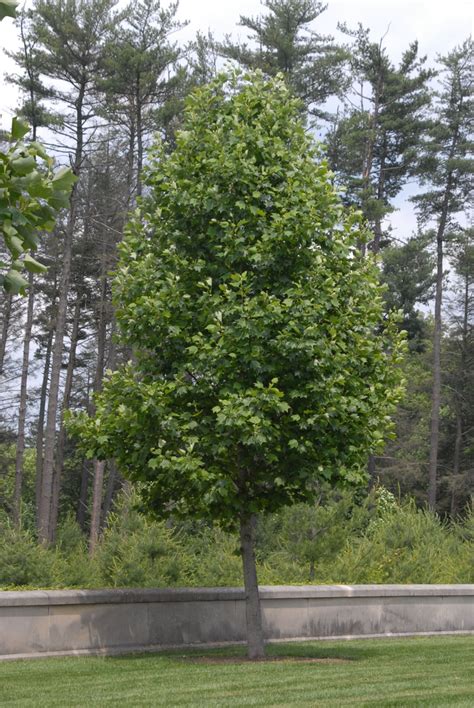 Liriodendron tulipifera (Canary Whitehood, Canoewood, Lyre Tree, North American Whitewood, Tulip ...