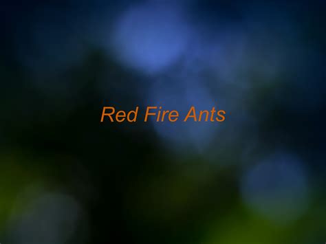 RED FIRE ANTS on Behance