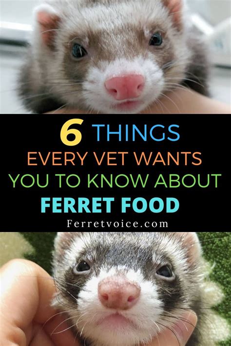 6 Things Every Vet Wants You To Know About Ferret Food | Ferret, Ferrets care, Best ferret food