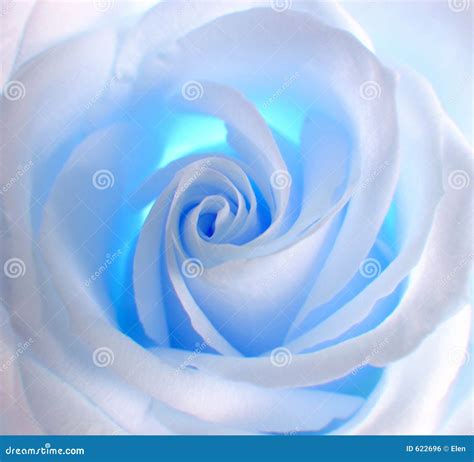 White - Blue Rose Royalty Free Stock Image - Image: 622696