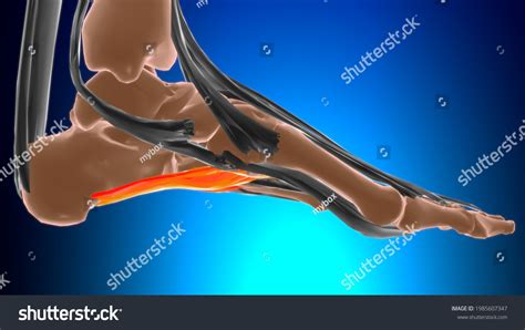 Long Plantar Ligament Anatomy Medical Concept Stock Illustration 1985607347 | Shutterstock