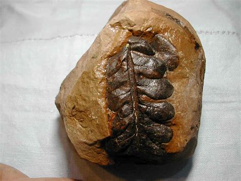 Fossil Fern. - General Fossil Discussion - The Fossil Forum