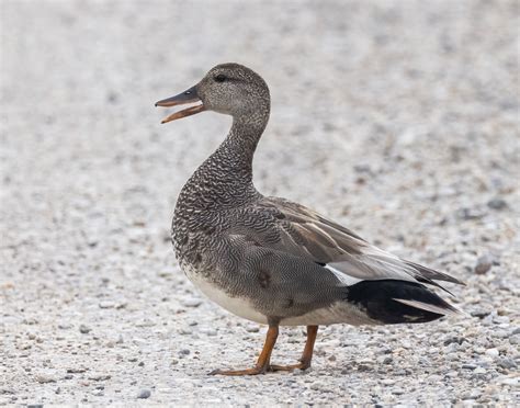 June 15 – Female Gadwall – Big W Photography