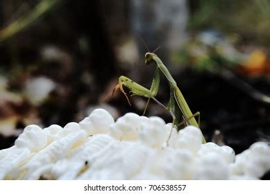 Praying Mantis Skeleton Stock Photo 706538557 | Shutterstock