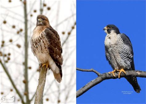 Falcon or Hawk? | Outside My Window