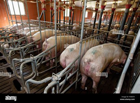 Industrial pig house Stock Photo - Alamy