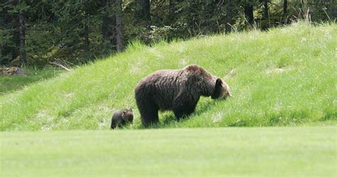 Bear attack in Banff National Park leaves two dead: Parks Canada | Red ...