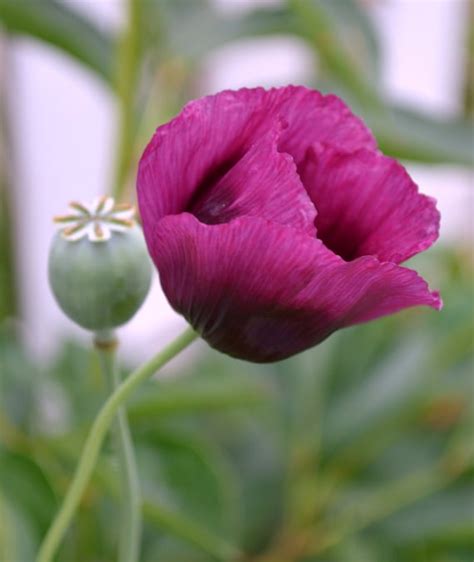 Poppy Annual Dark Purple Flower 2014 Plant Seeds by SeedGenie