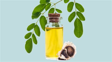 Moringa Oil – All Ingredients Plus