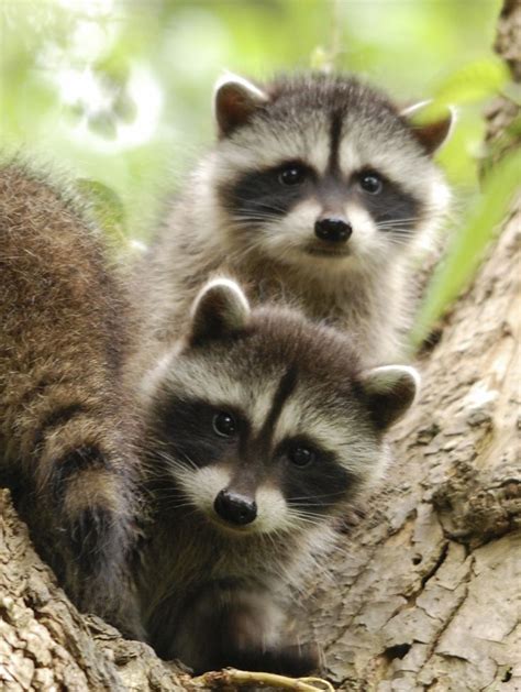 Baby Raccoons | Baby raccoons, Raccoon funny, Cute raccoon