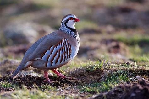 Red legged partridge | BirdForum