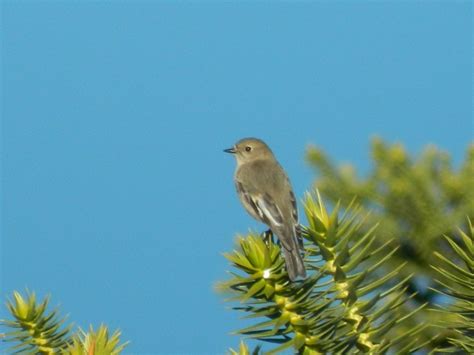 Female flame robin? | BIRDS in BACKYARDS