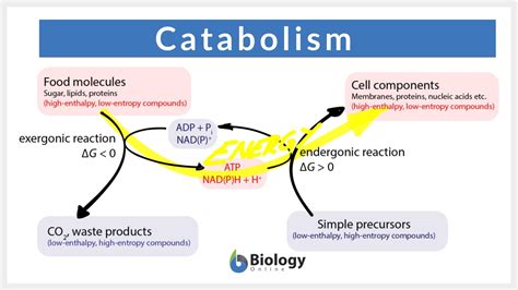 Catabolism Definition and Examples - Biology Online Dictionary