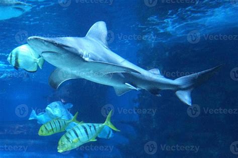 Shark Swimming Underwater 23128609 Stock Photo at Vecteezy