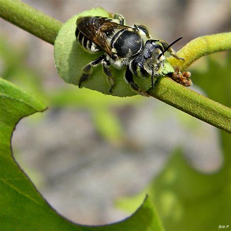 Harvesting and Incubating Leafcutter Bees Keeping Backyard Bees