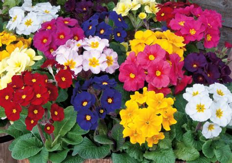 5 Best Outdoor Plants That Can Survive Winter - Amico