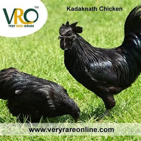 Black Kadaknath Chicken & Eggs, Very Low, 1.5 Kg at Rs 850/piece in Kalyan | ID: 21929894897