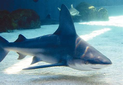 Aquarium of the Pacific | Online Learning Center | Sandbar Shark